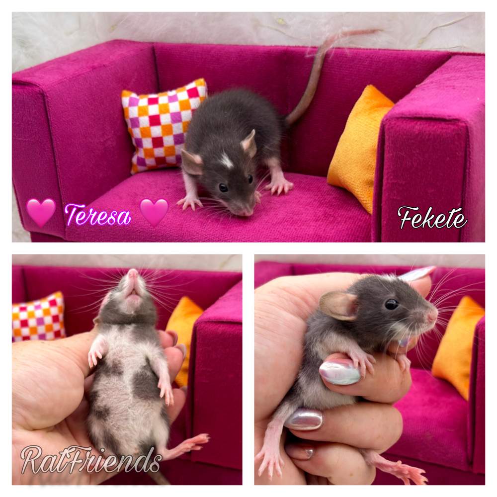Fancy rat Available for rehoming Rattus norvegicus 