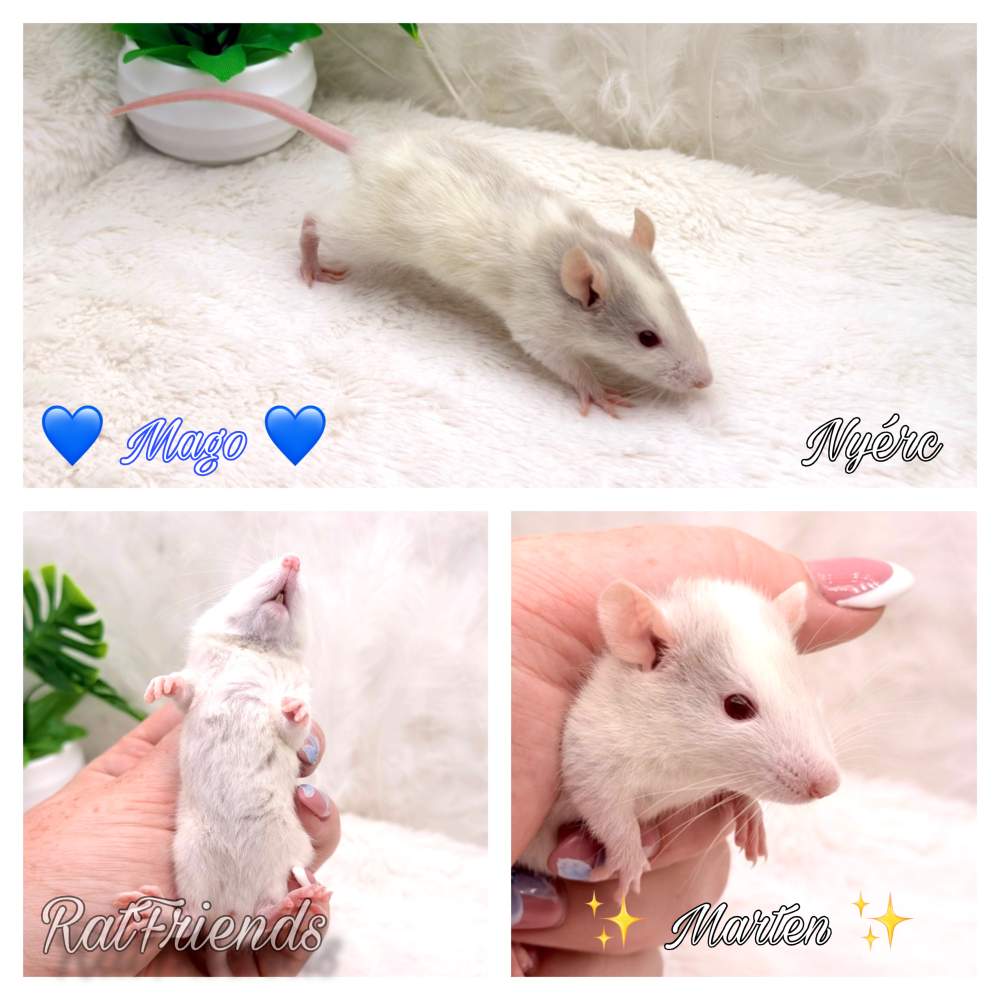 Fancy rat Available for rehoming Rattus norvegicus 