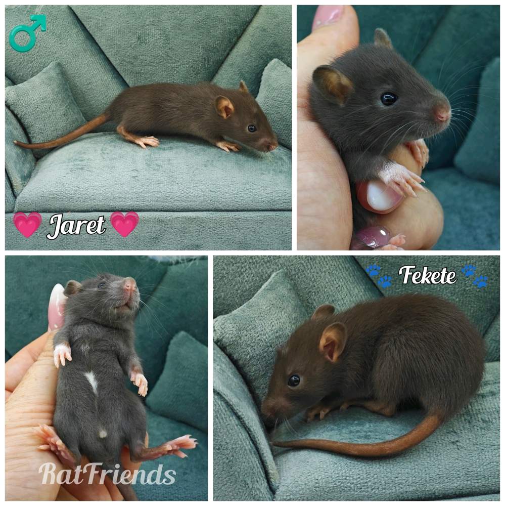 Fancy rat Owned by other Rattus norvegicus 