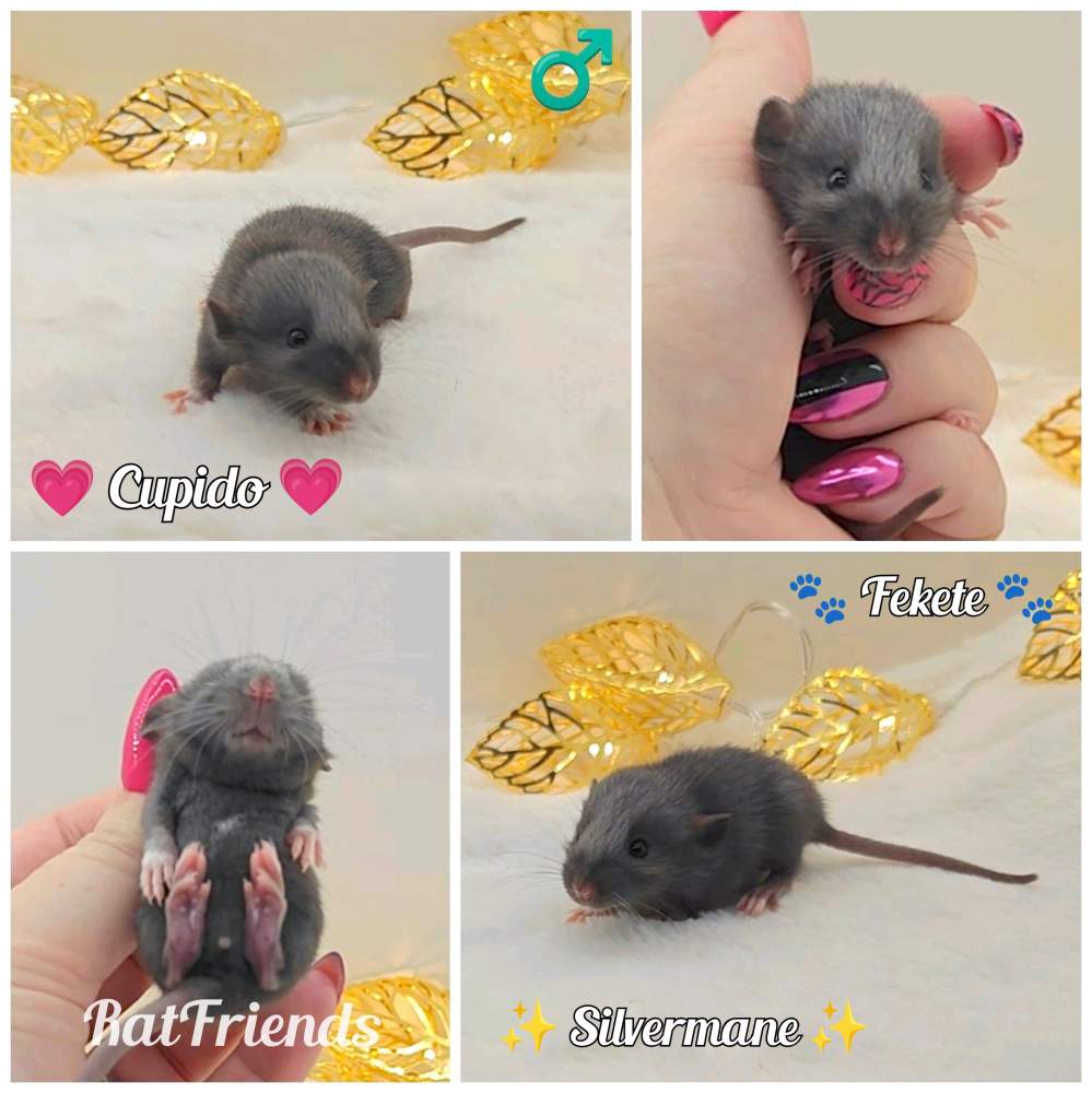 Fancy rat Owned by other Rattus norvegicus 