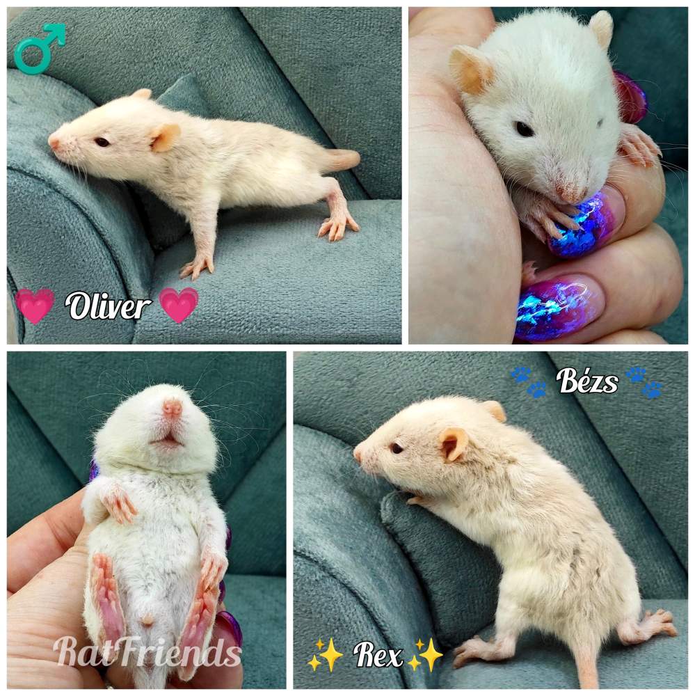Fancy rat Owned by other Rattus norvegicus 