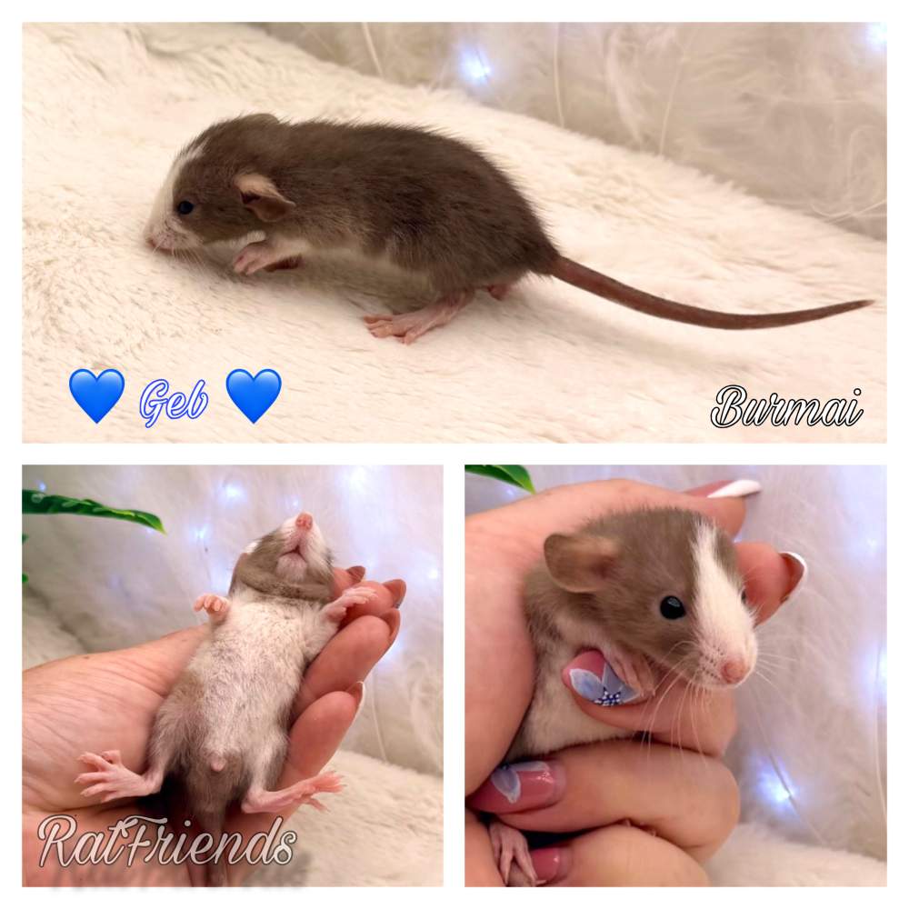 Fancy rat Available for rehoming Rattus norvegicus 