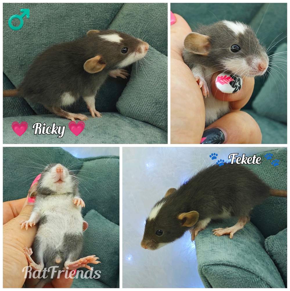 Fancy rat Available for rehoming Rattus norvegicus 