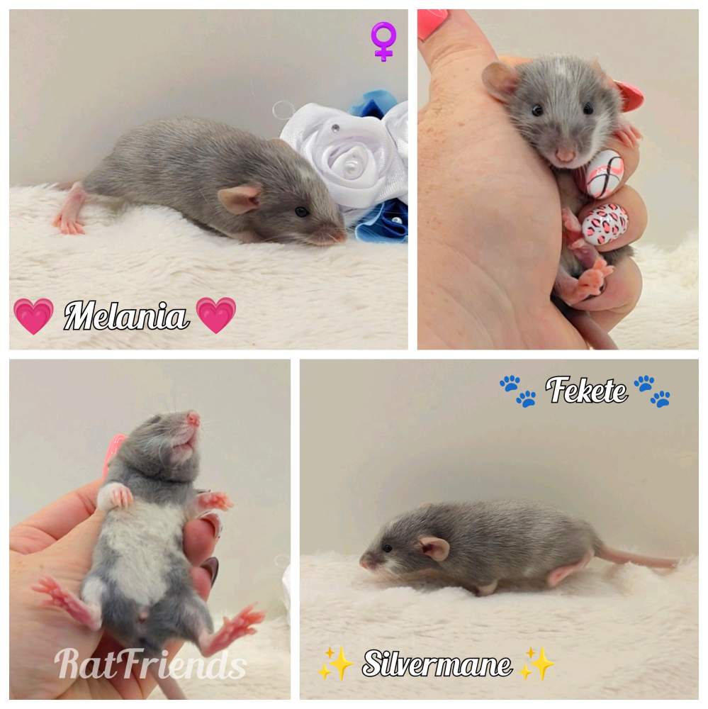 Fancy rat Owned by other Rattus norvegicus 