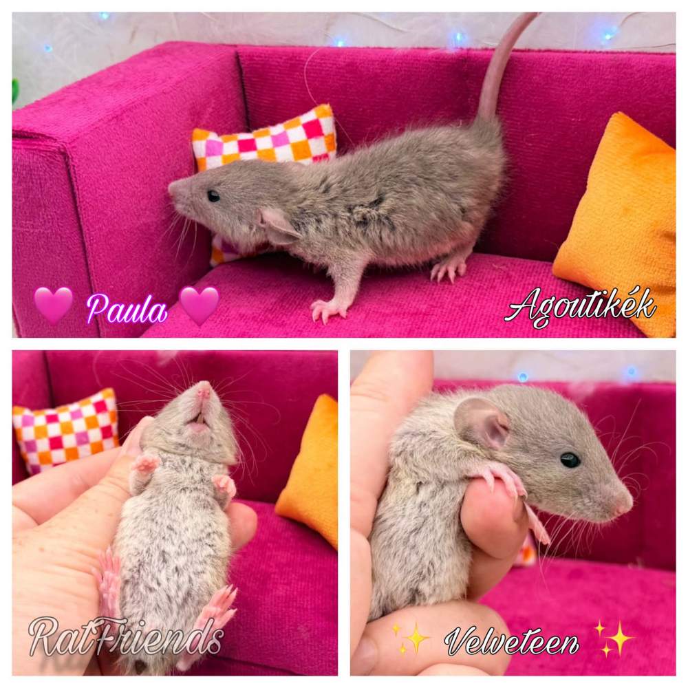 Fancy rat Available for rehoming Rattus norvegicus 