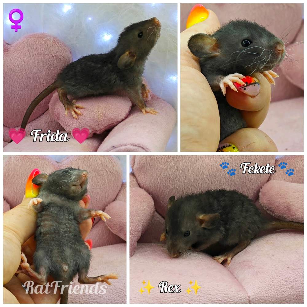 Fancy rat Available for rehoming Rattus norvegicus 