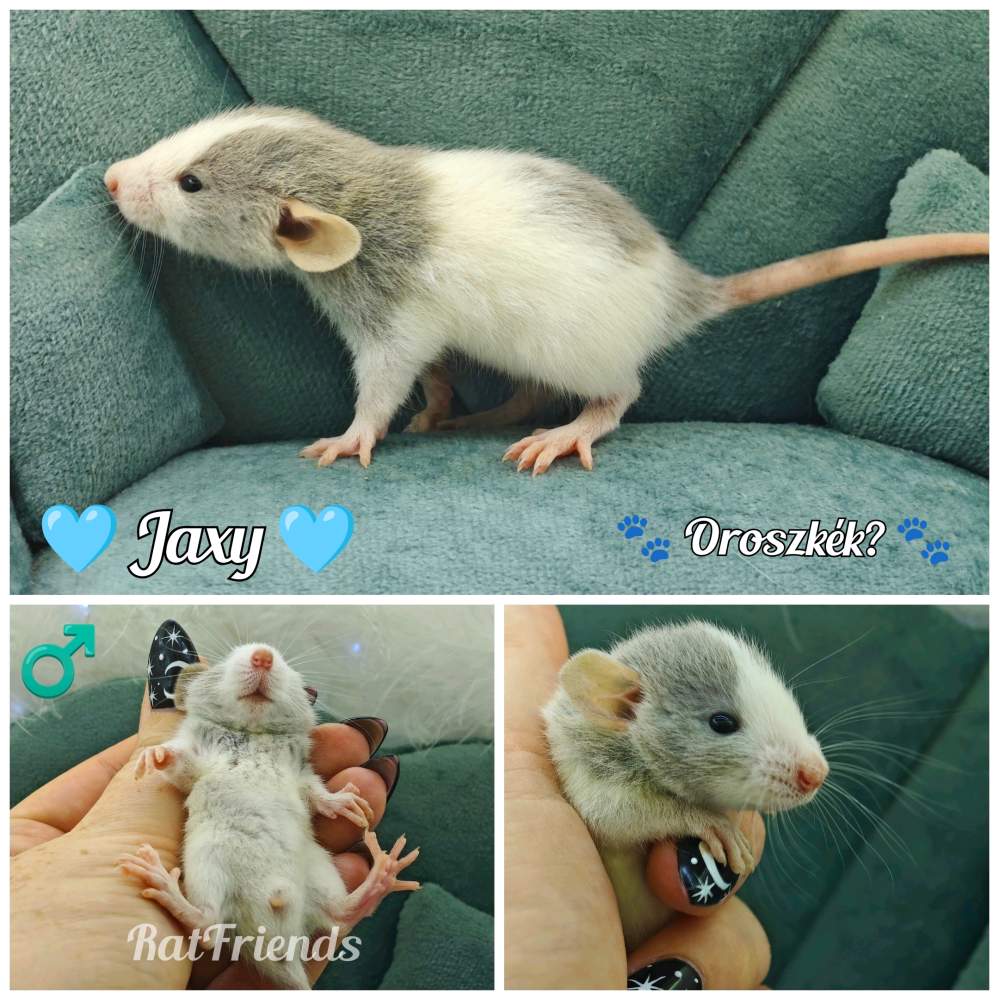 Fancy rat Available for rehoming Rattus norvegicus 