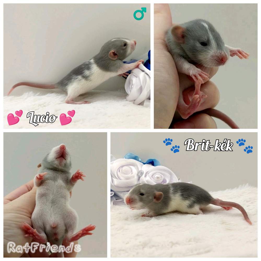 Fancy rat Breeder Rattus norvegicus 