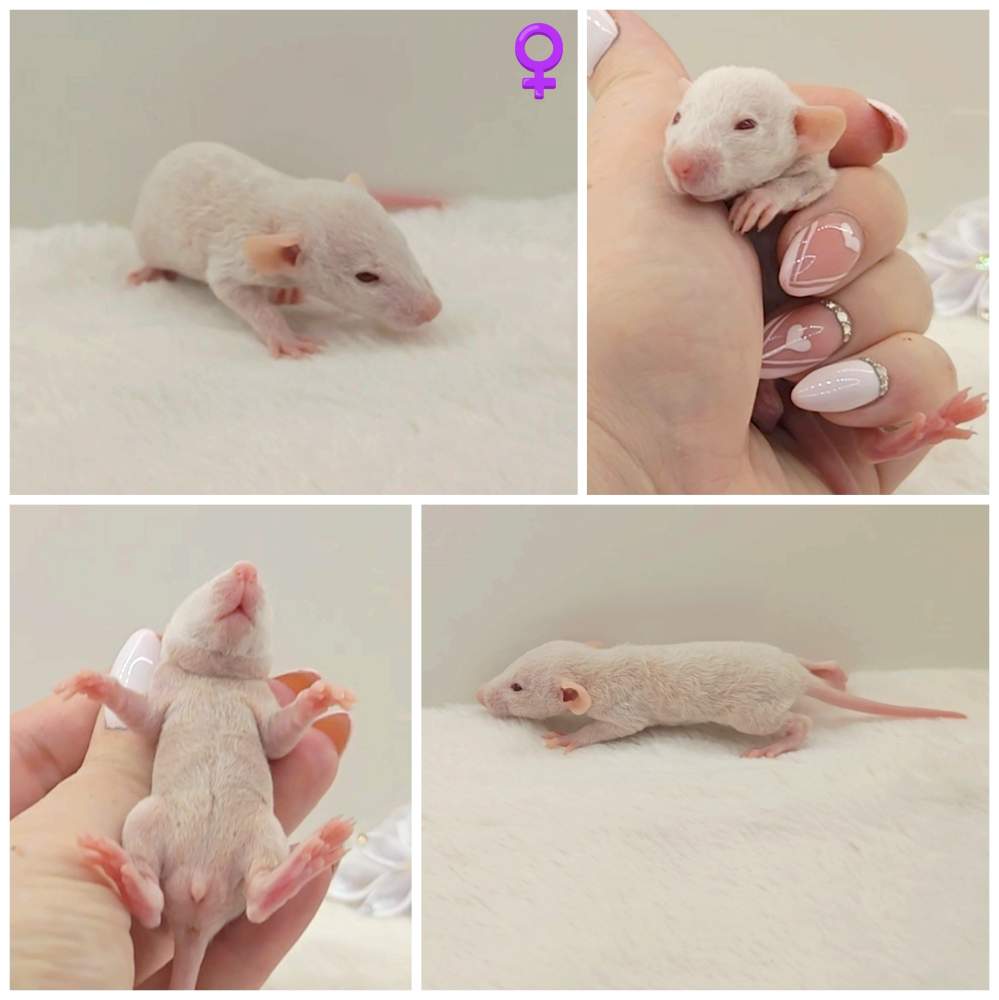 Fancy rat Owned by other Rattus norvegicus 