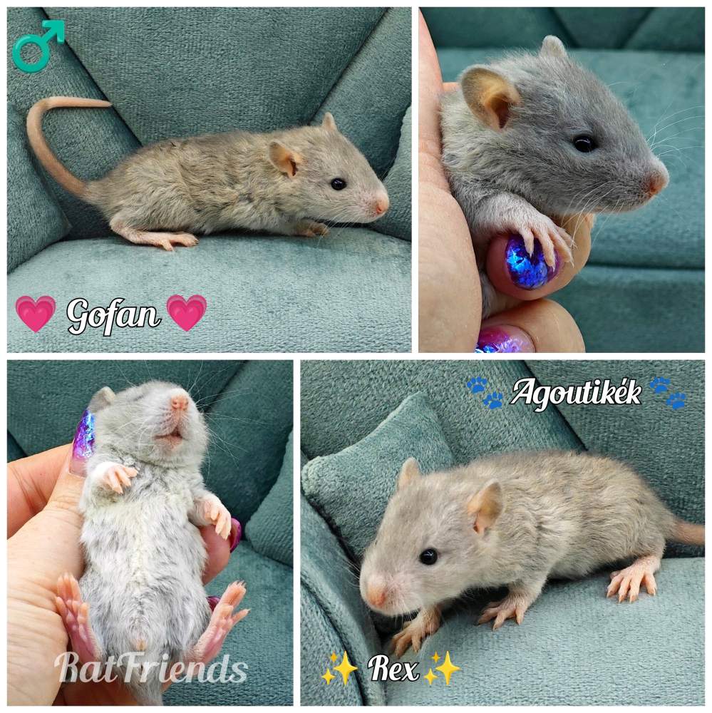 Fancy rat Owned by other Rattus norvegicus 