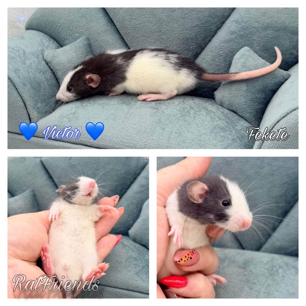 Fancy rat Available for rehoming Rattus norvegicus 