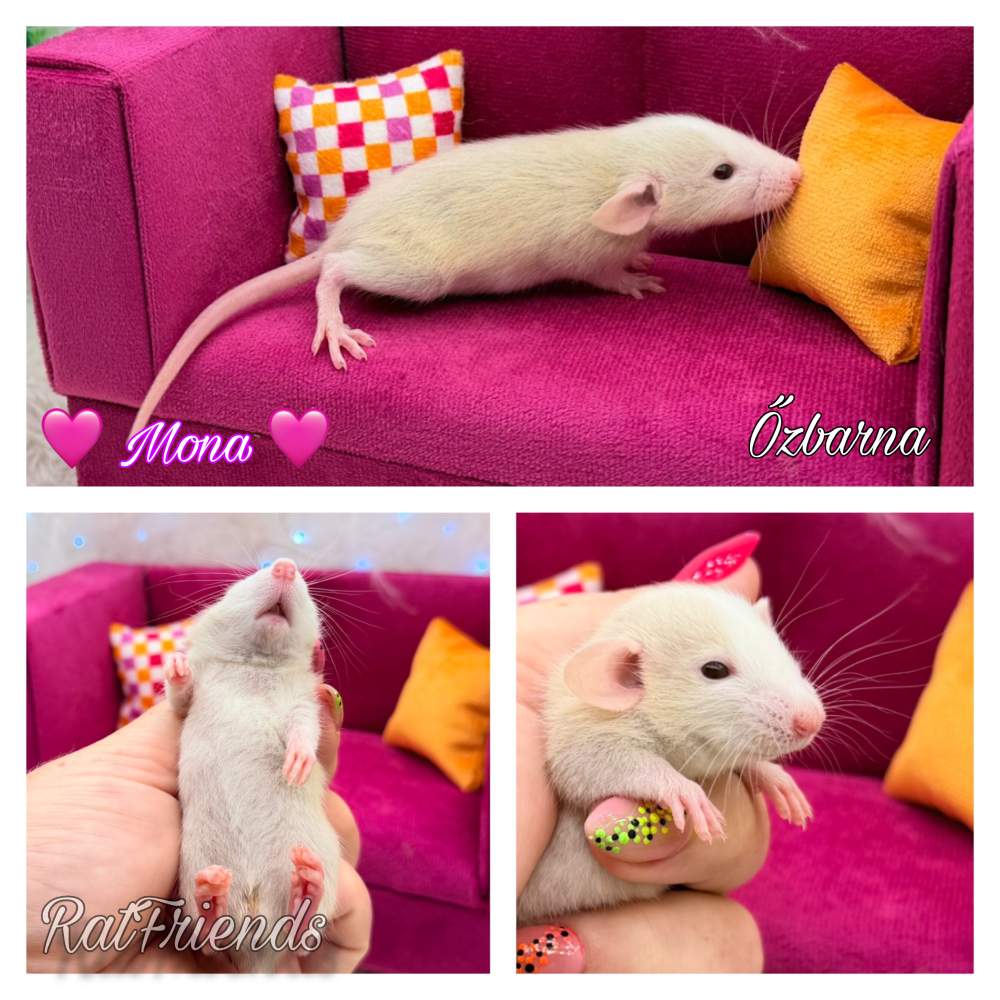 Fancy rat Breeder Rattus norvegicus 