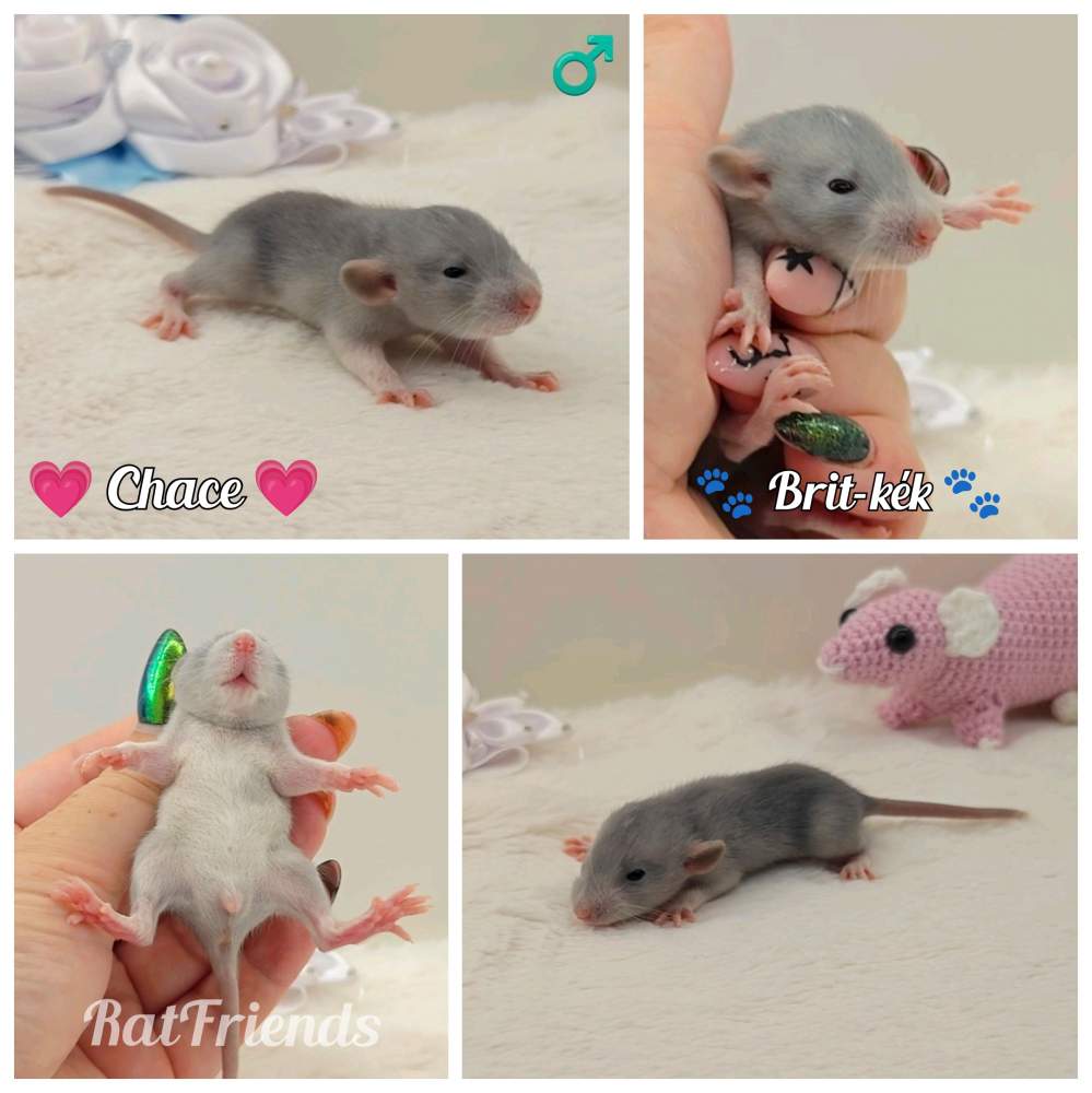 Fancy rat Owned by other Rattus norvegicus 