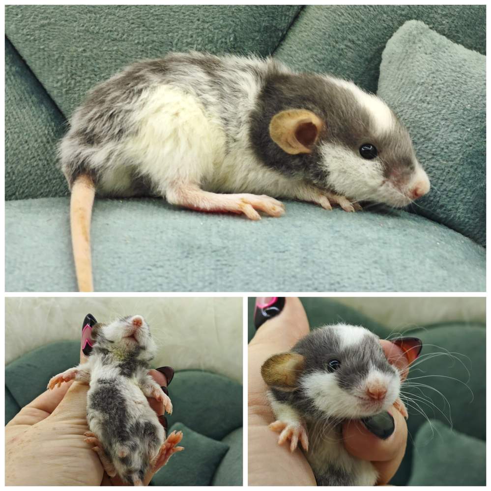 Fancy rat Breeder Rattus norvegicus 