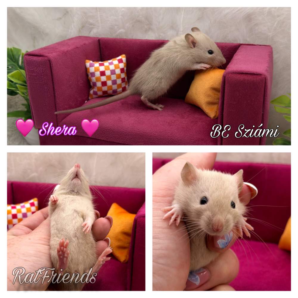 Fancy rat Available for rehoming Rattus norvegicus 