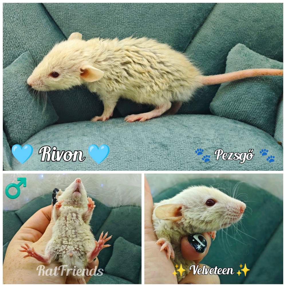 Fancy rat Available for rehoming Rattus norvegicus 