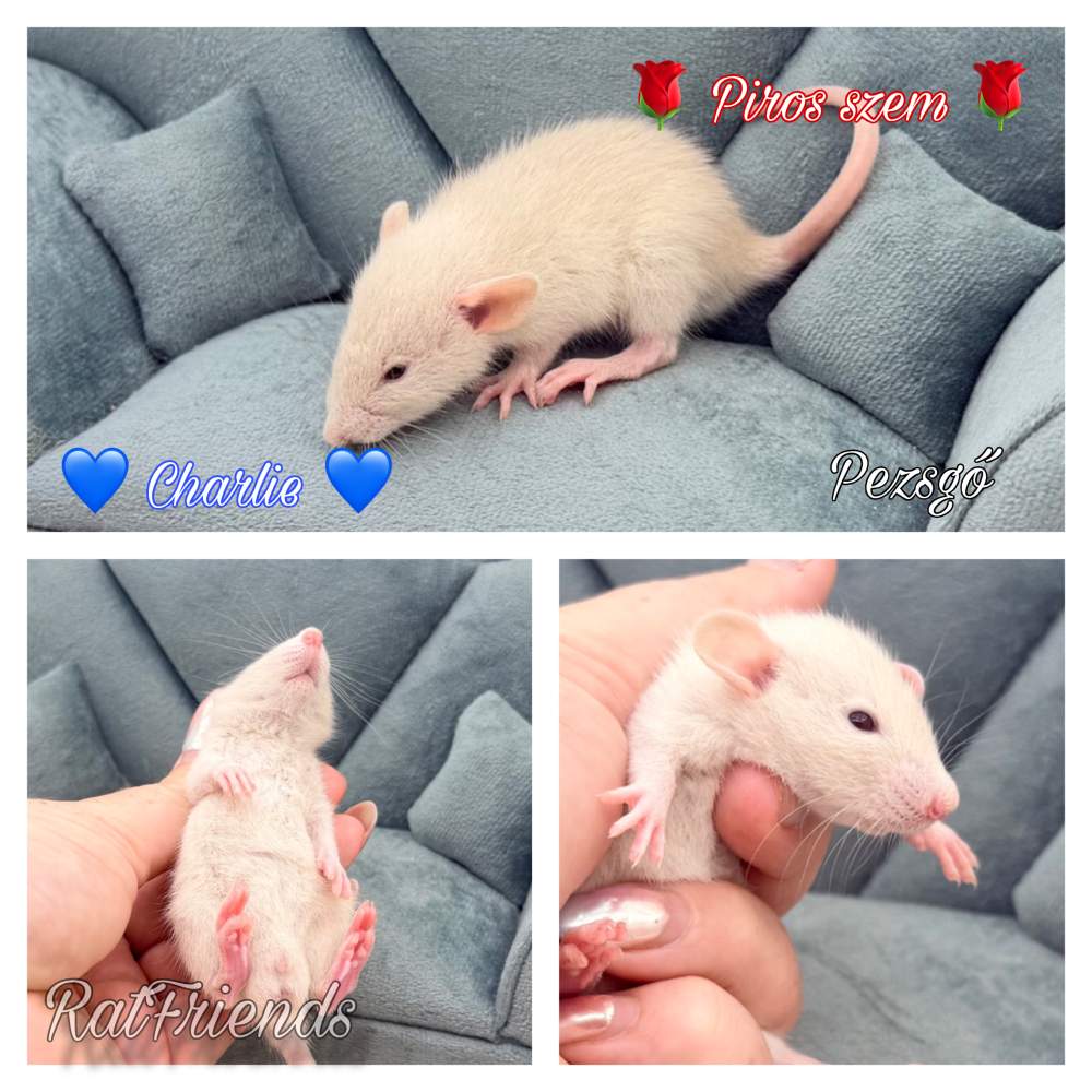 Fancy rat Available for rehoming Rattus norvegicus 