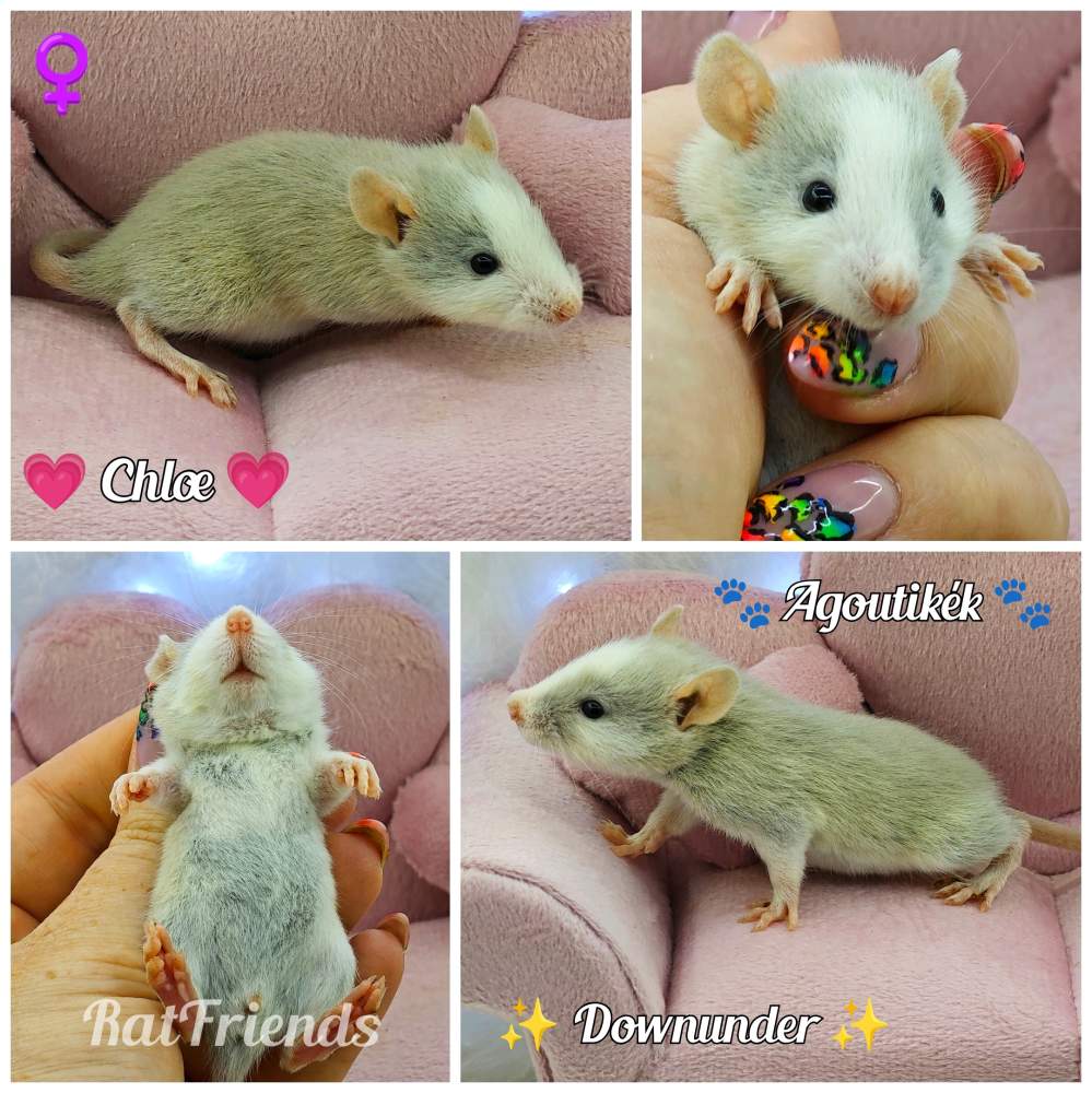 Fancy rat Owned by other Rattus norvegicus 