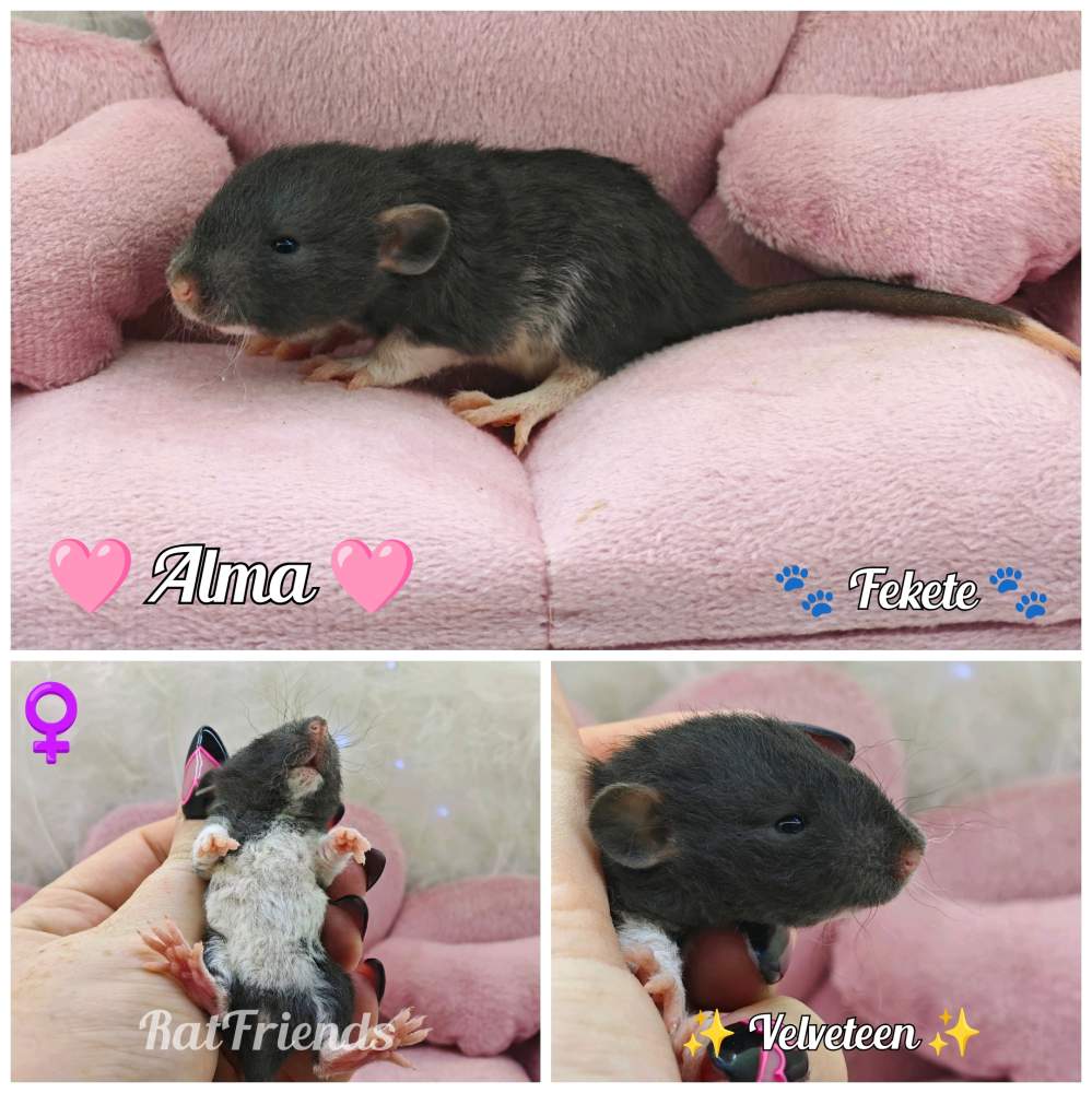 Fancy rat Available for rehoming Rattus norvegicus 