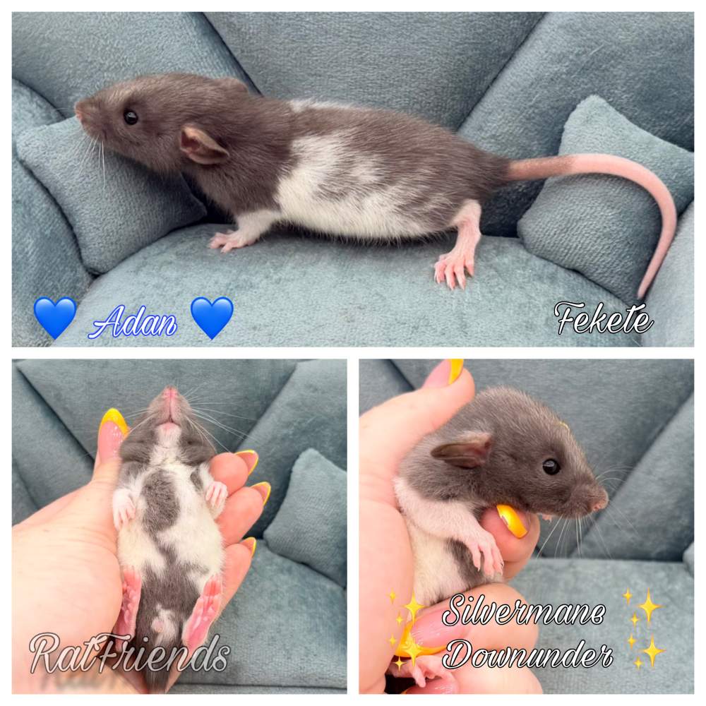 Fancy rat Available for rehoming Rattus norvegicus 