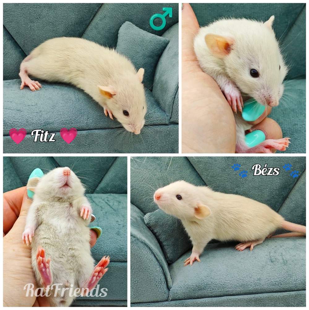 Fancy rat Owned by other Rattus norvegicus 