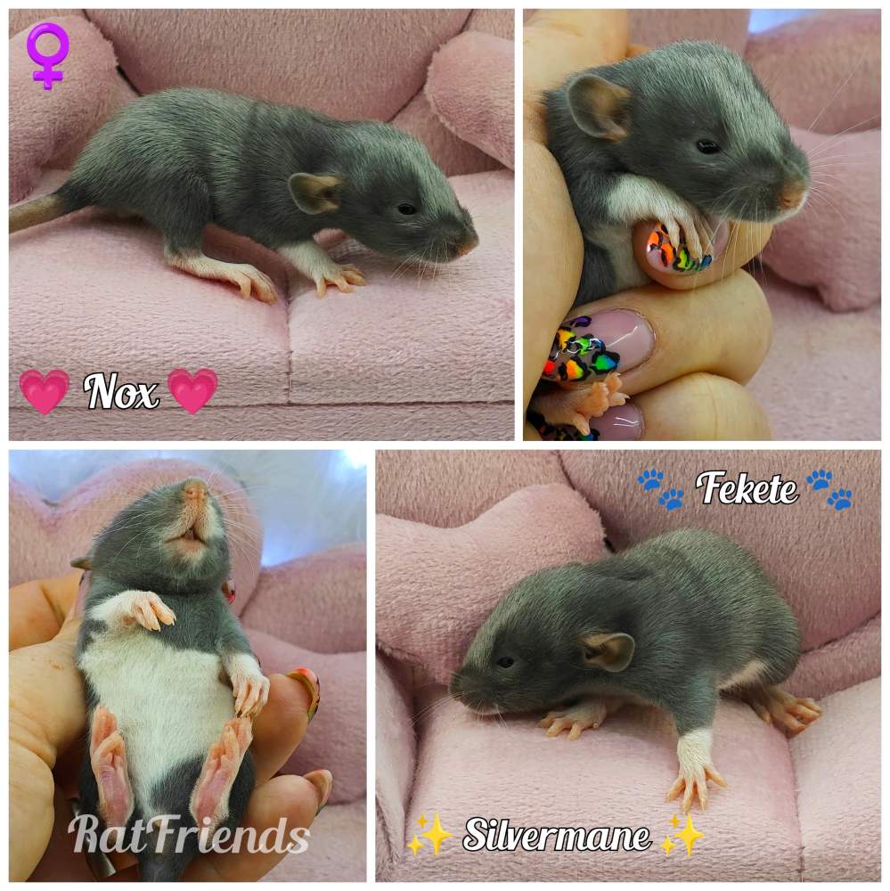 Fancy rat Owned by other Rattus norvegicus 