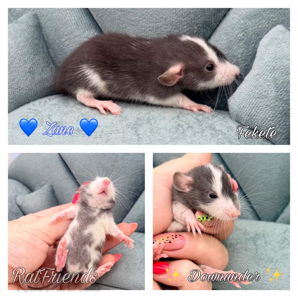 Fancy rat Available for rehoming Rattus norvegicus 