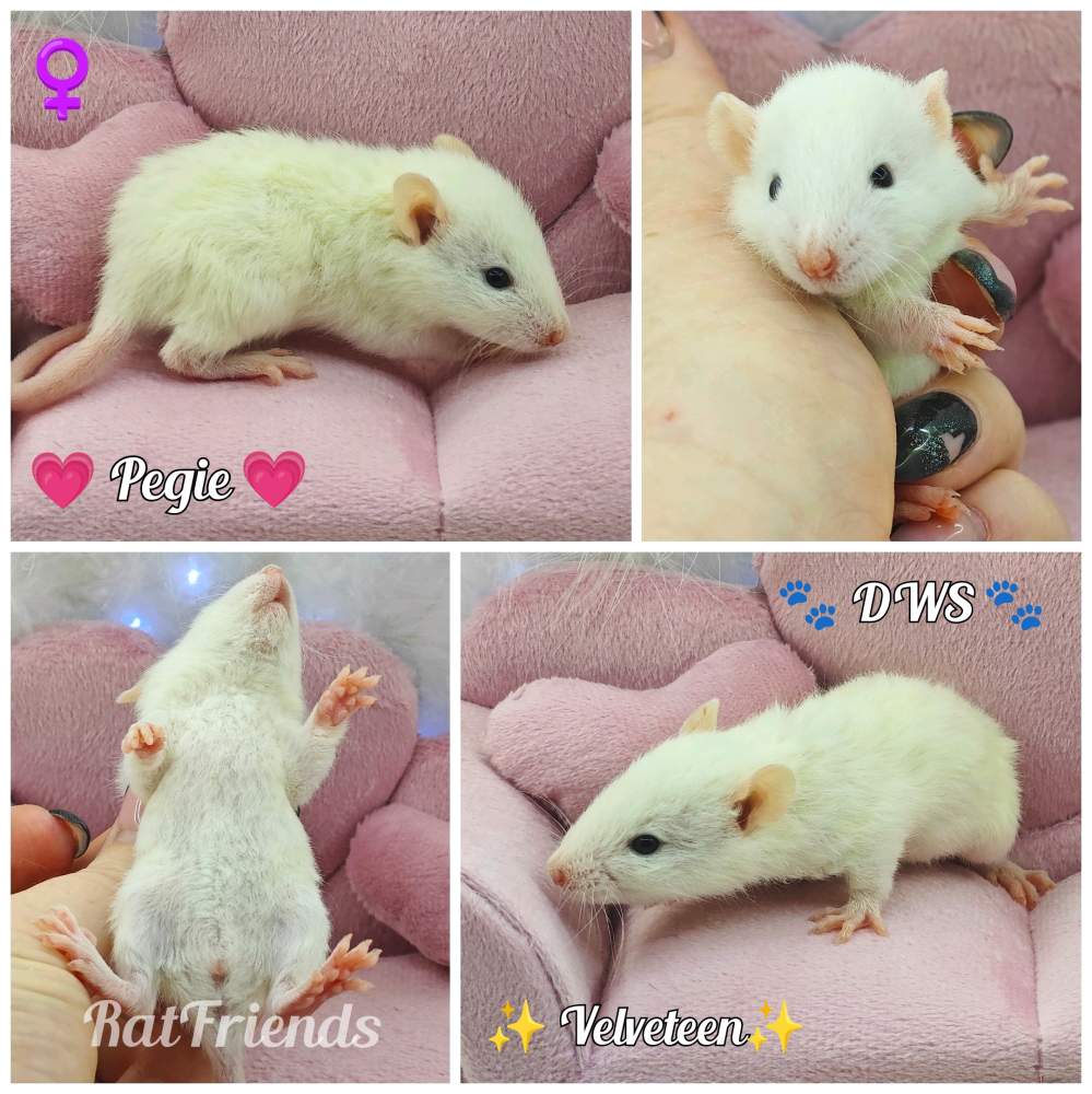 Fancy rat Owned by other Rattus norvegicus 