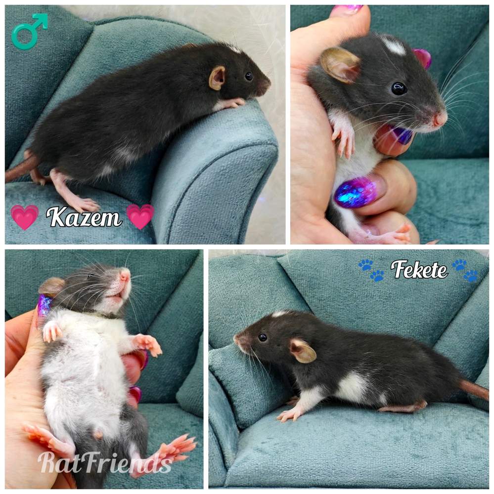 Fancy rat Owned by other Rattus norvegicus 