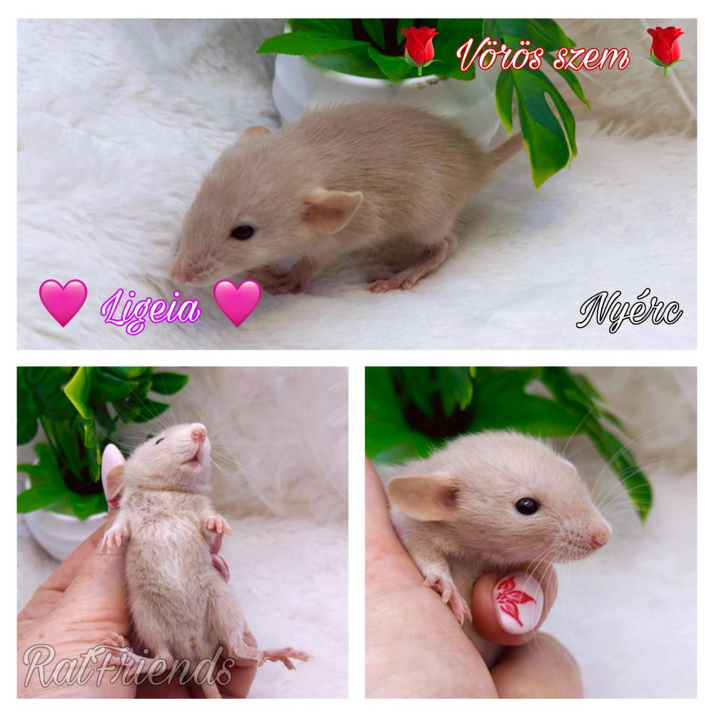Fancy rat Available for rehoming Rattus norvegicus 