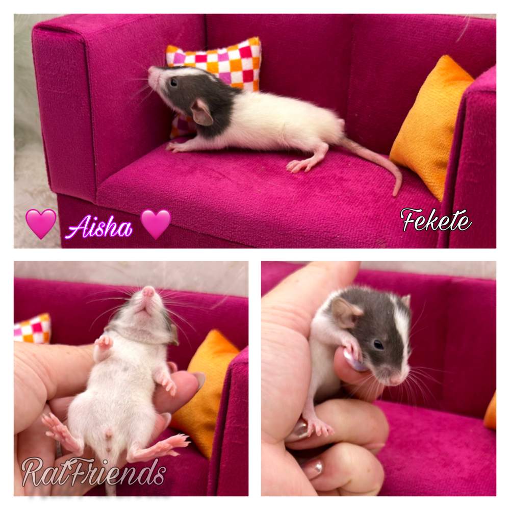 Fancy rat Available for rehoming Rattus norvegicus 