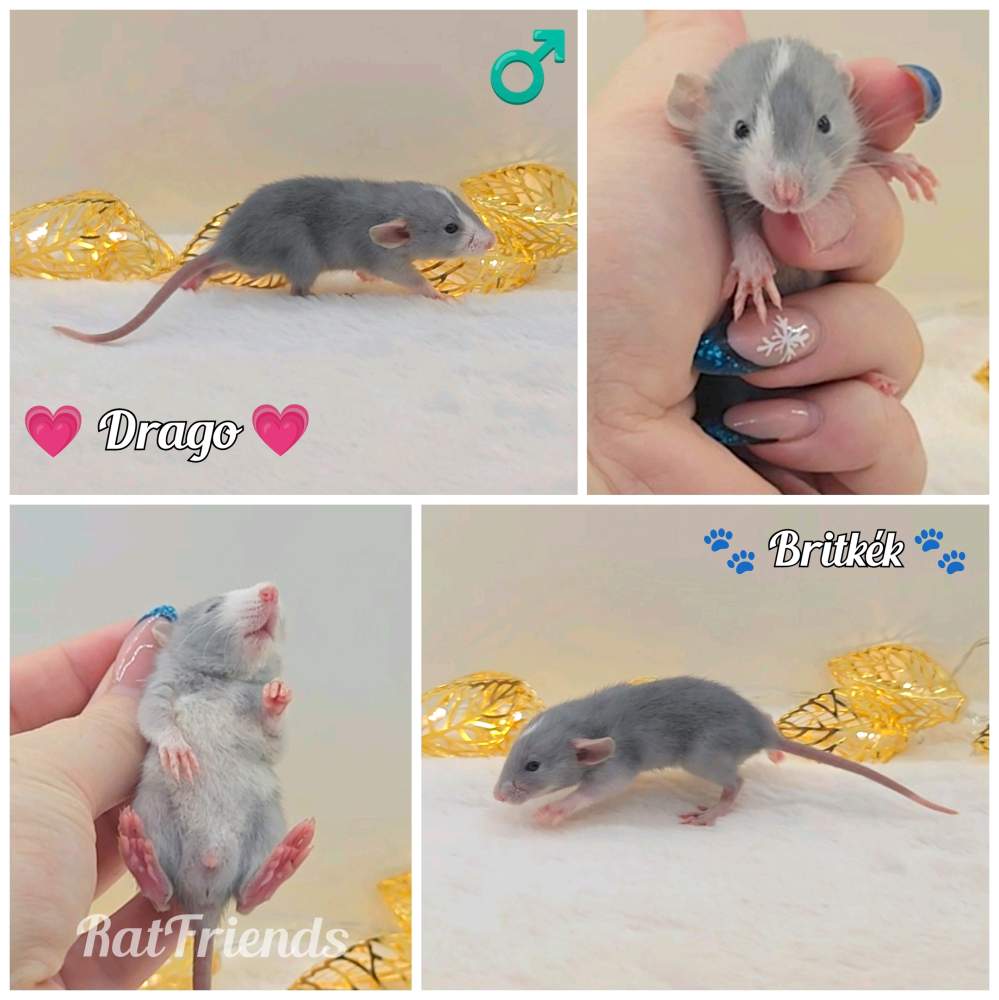 Fancy rat Owned by other Rattus norvegicus 