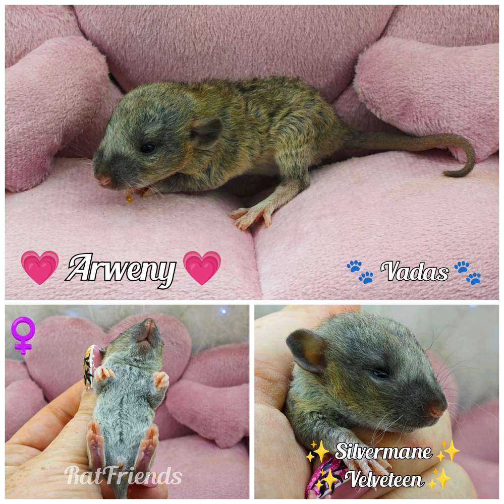 Fancy rat Owned by other Rattus norvegicus 