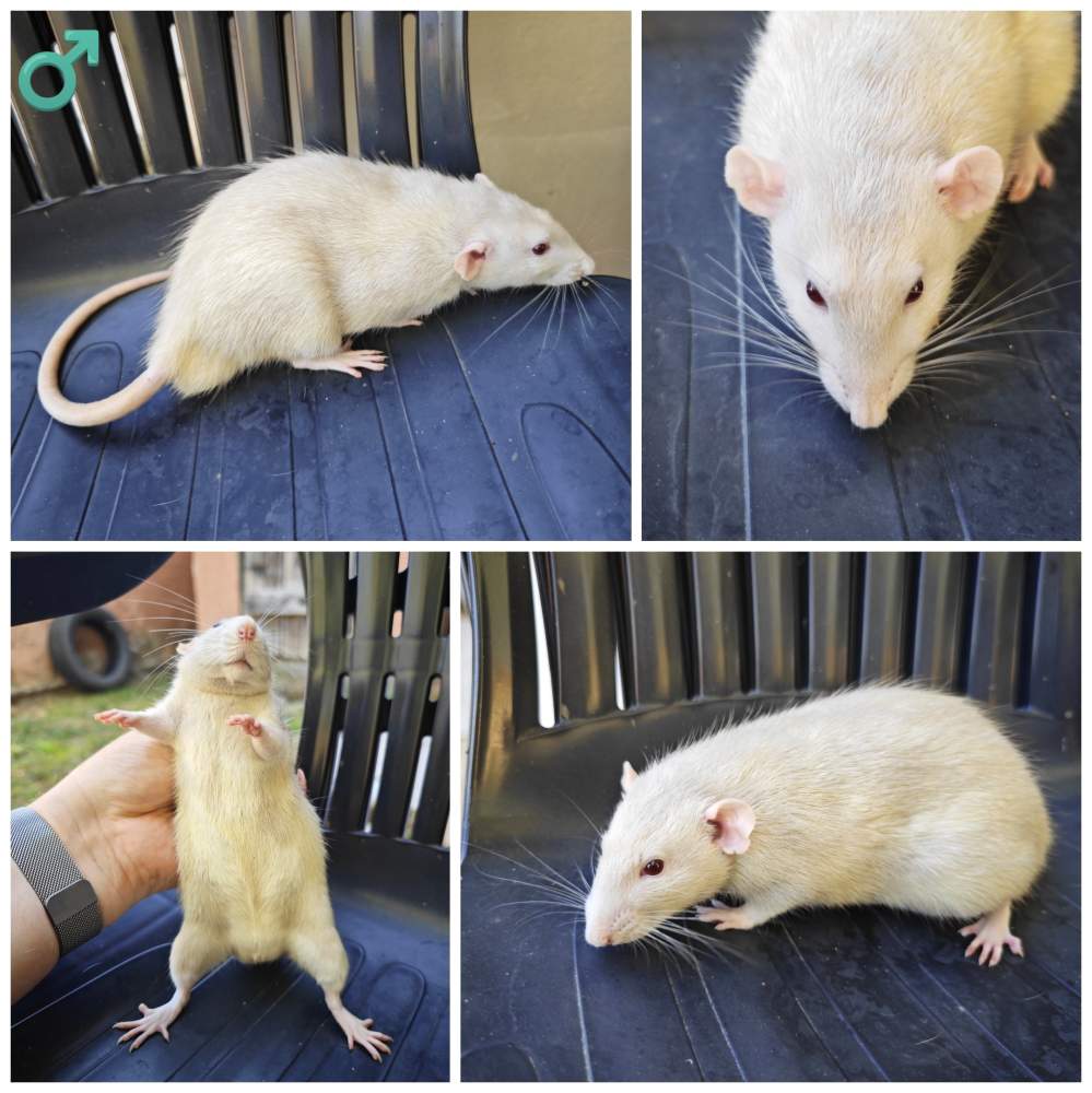 Fancy rat Breeder Rattus norvegicus 