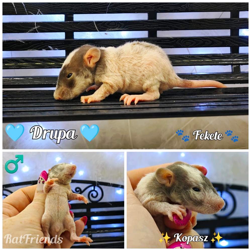 Fancy rat Available for rehoming Rattus norvegicus 