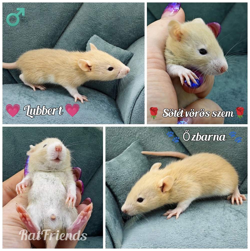 Fancy rat Owned by other Rattus norvegicus 