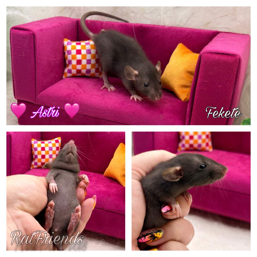 Fancy rat Available for rehoming Rattus norvegicus 