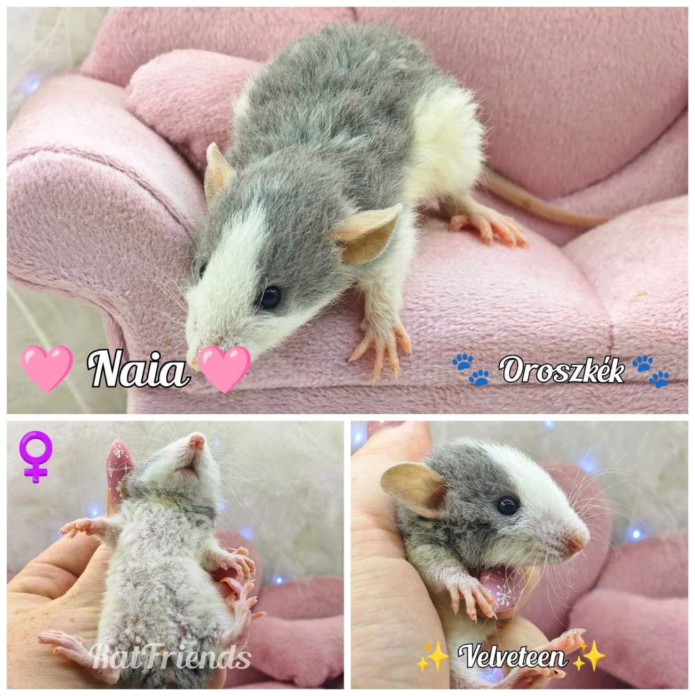 Fancy rat Breeder Rattus norvegicus 