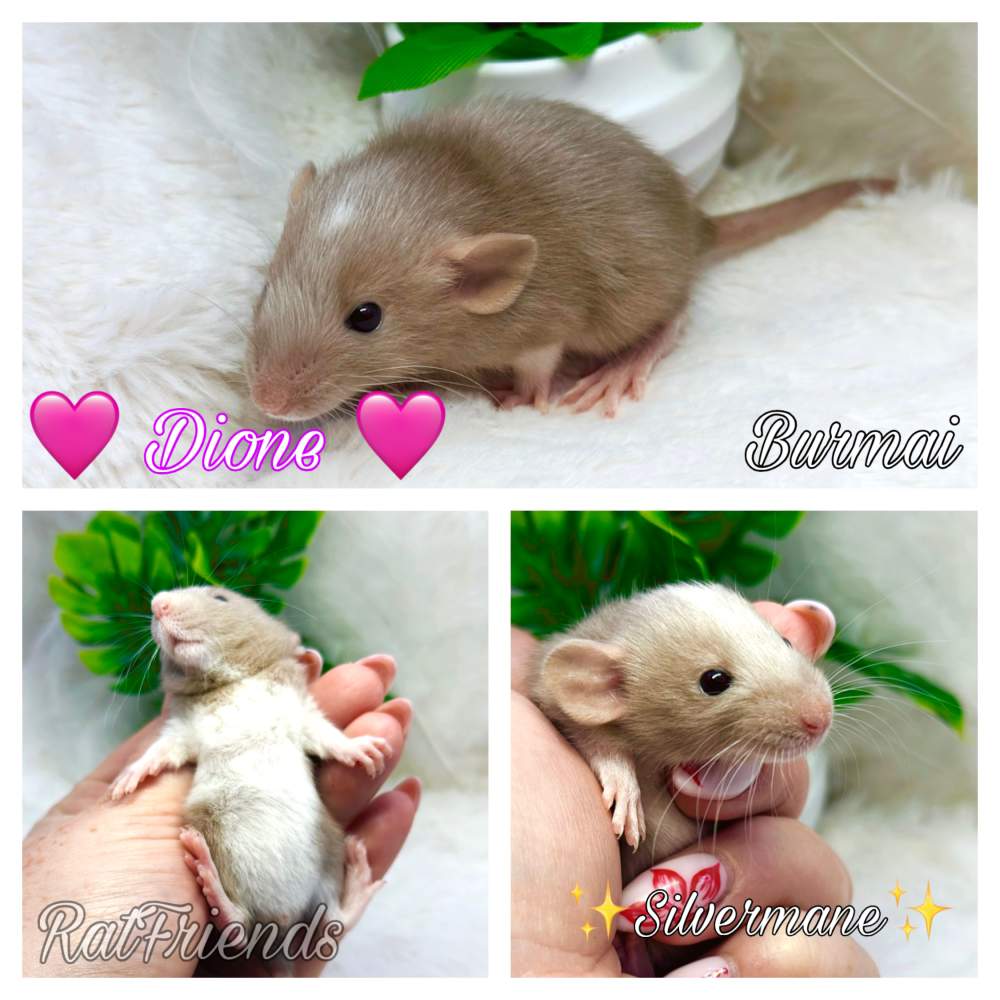 Fancy rat Available for rehoming Rattus norvegicus 