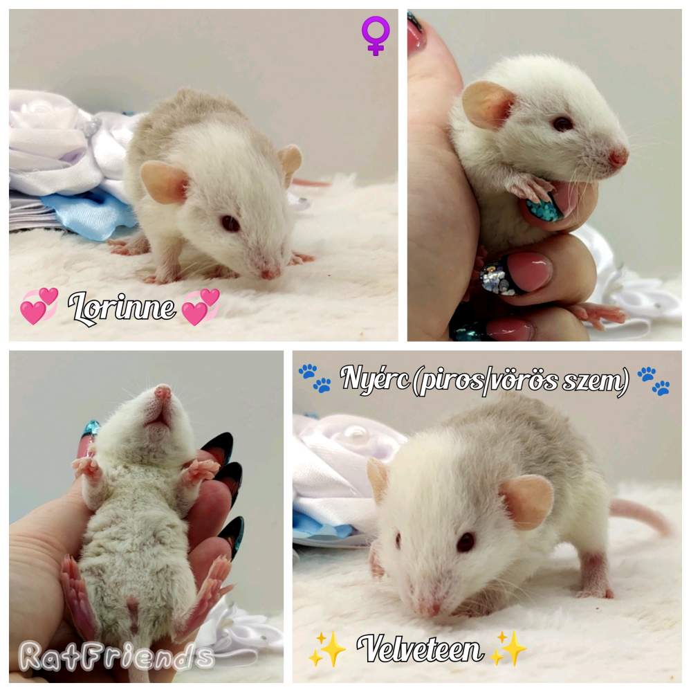 Fancy rat Available for rehoming Rattus norvegicus 