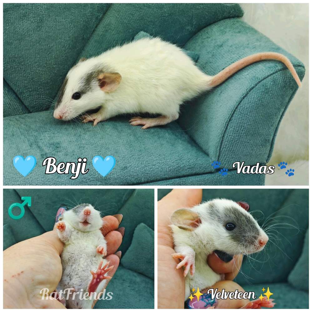 Fancy rat Available for rehoming Rattus norvegicus 