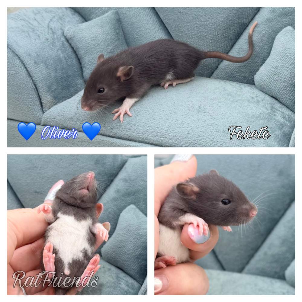 Fancy rat Available for rehoming Rattus norvegicus 
