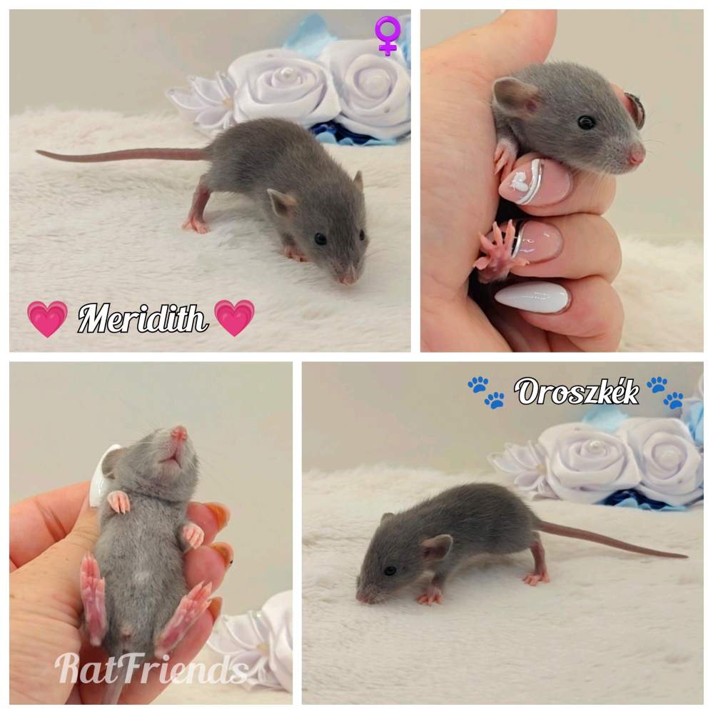 Fancy rat Owned by other Rattus norvegicus 