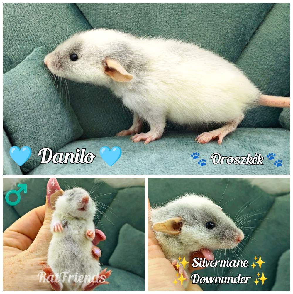 Fancy rat Available for rehoming Rattus norvegicus 