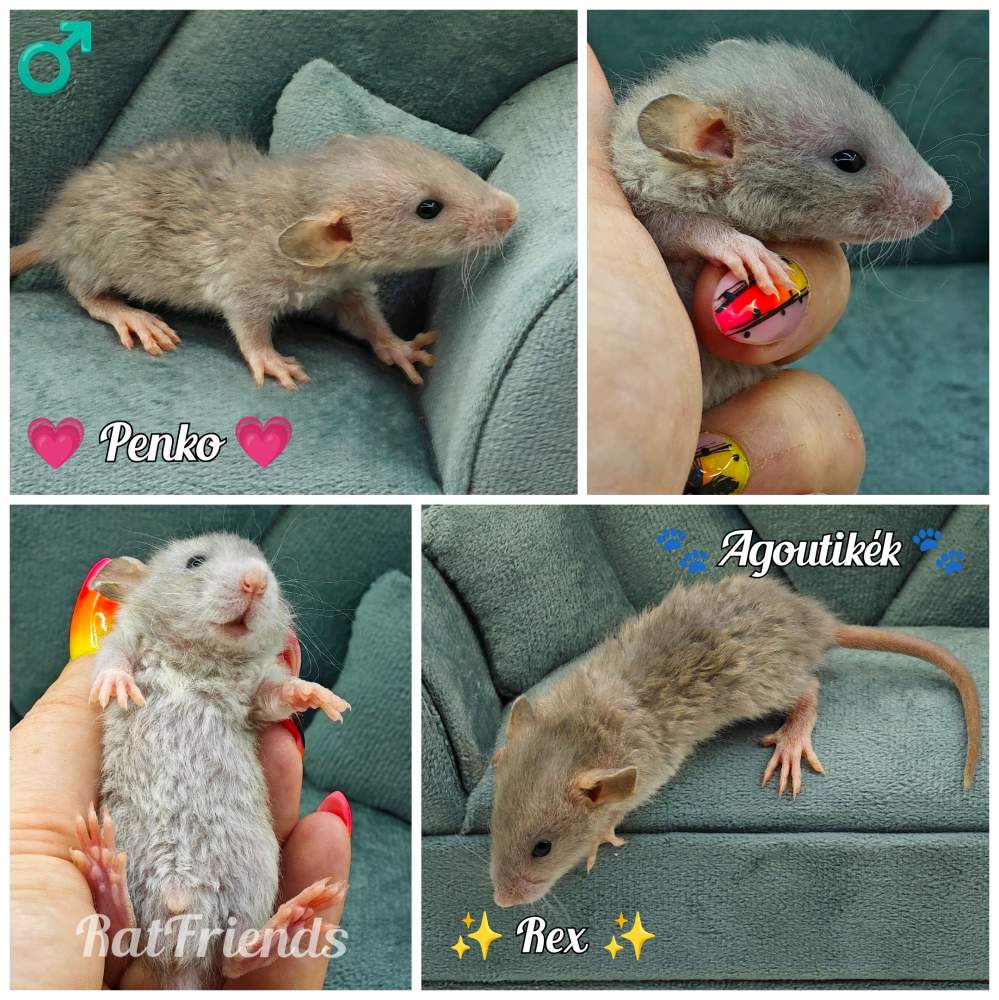 Fancy rat Available for rehoming Rattus norvegicus 