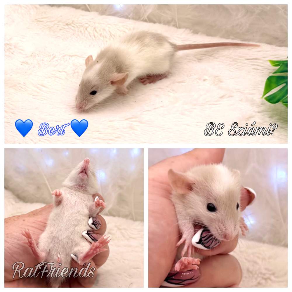 Fancy rat Available for rehoming Rattus norvegicus 