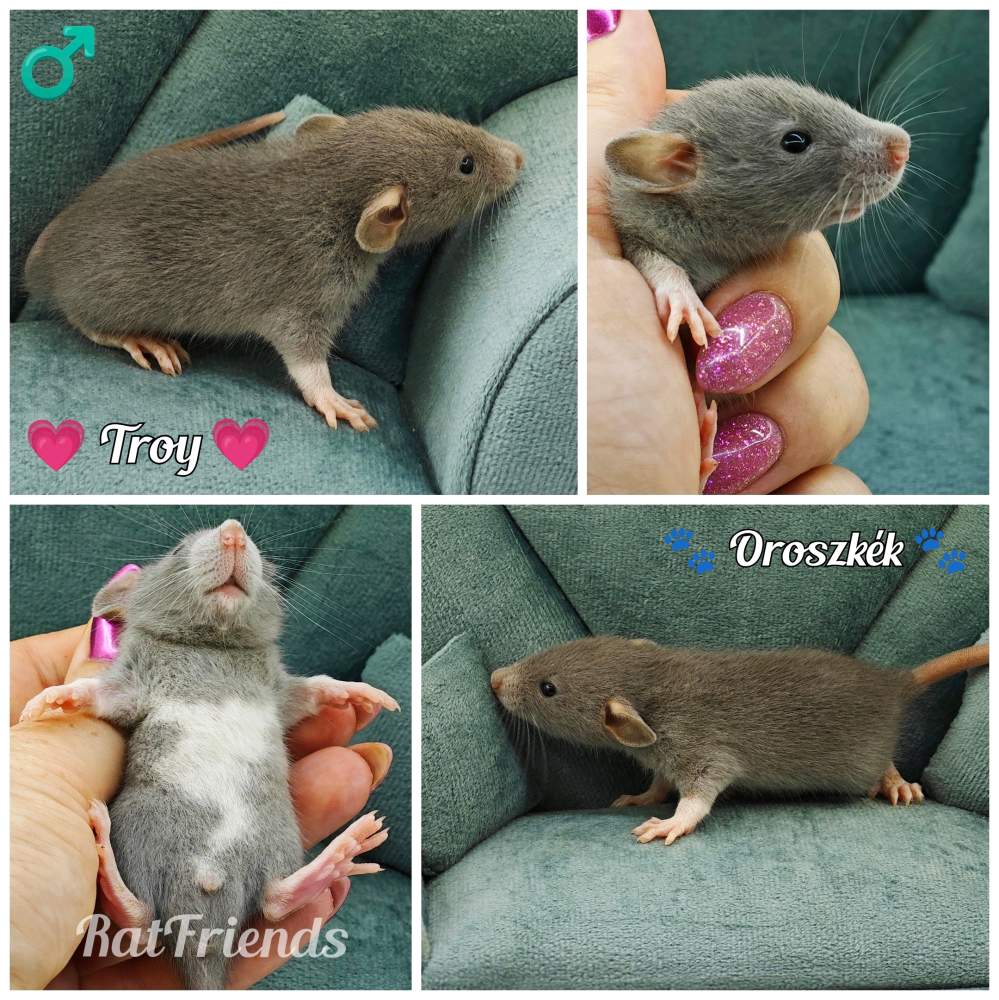 Fancy rat Owned by other Rattus norvegicus 
