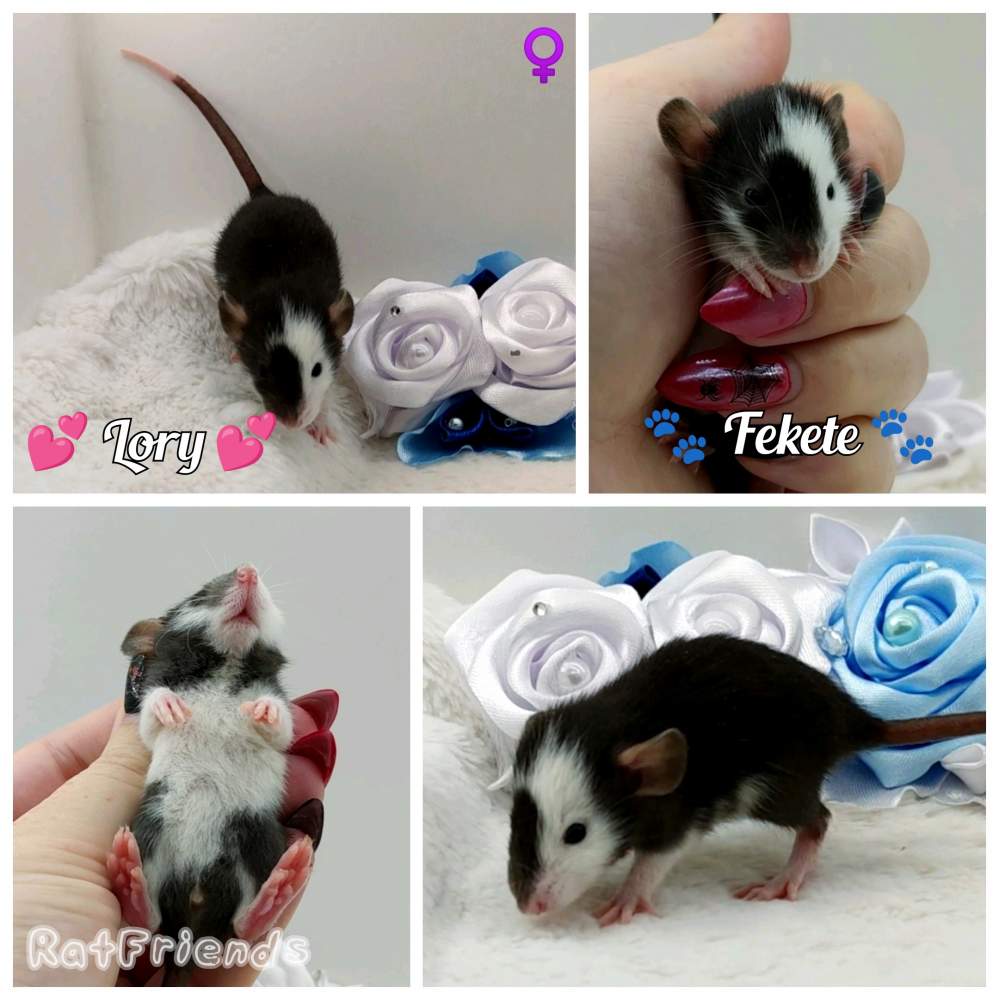 Fancy rat Breeder Rattus norvegicus 