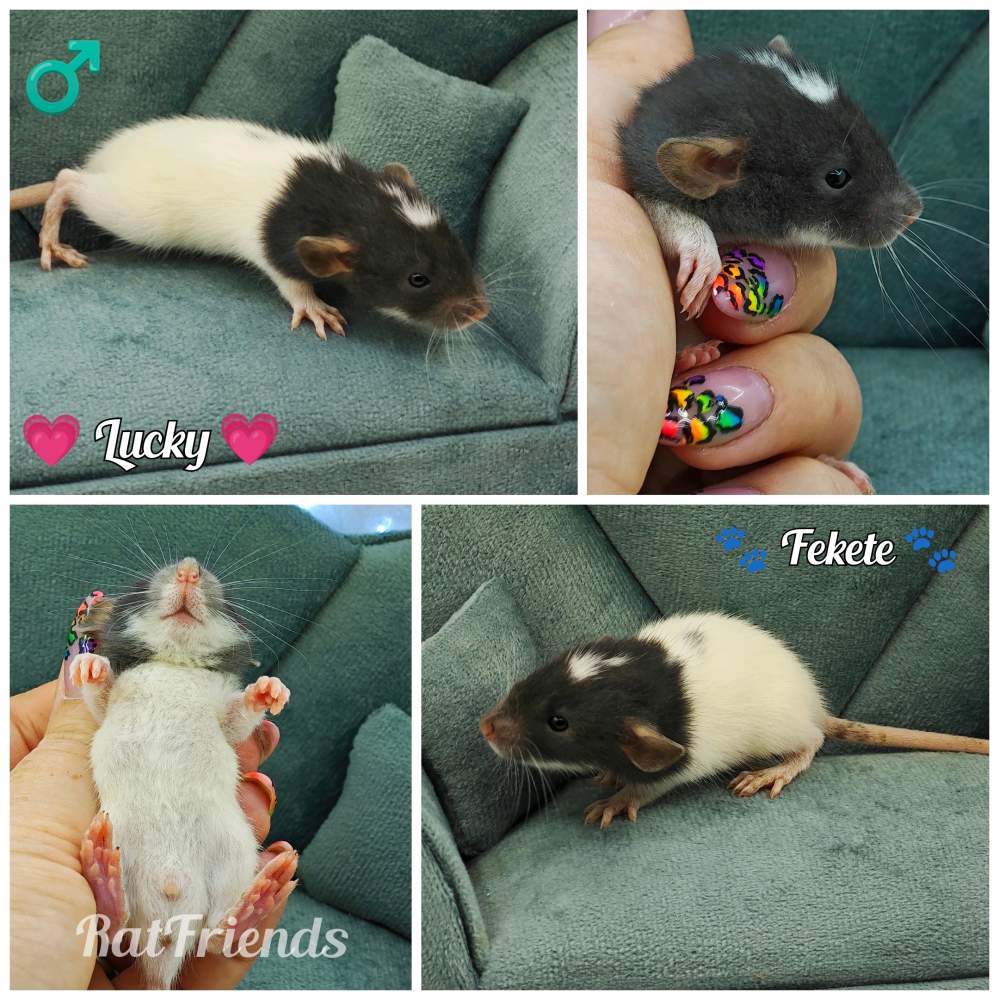 Fancy rat Owned by other Rattus norvegicus 