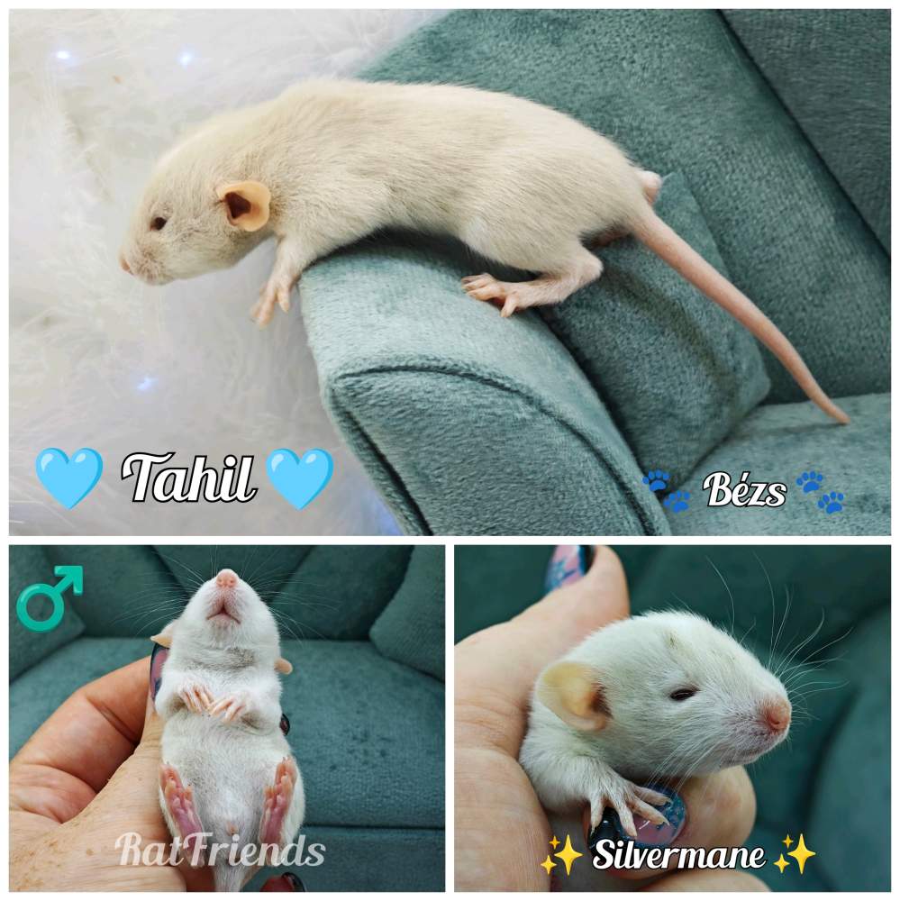Fancy rat Rehomed Rattus norvegicus 